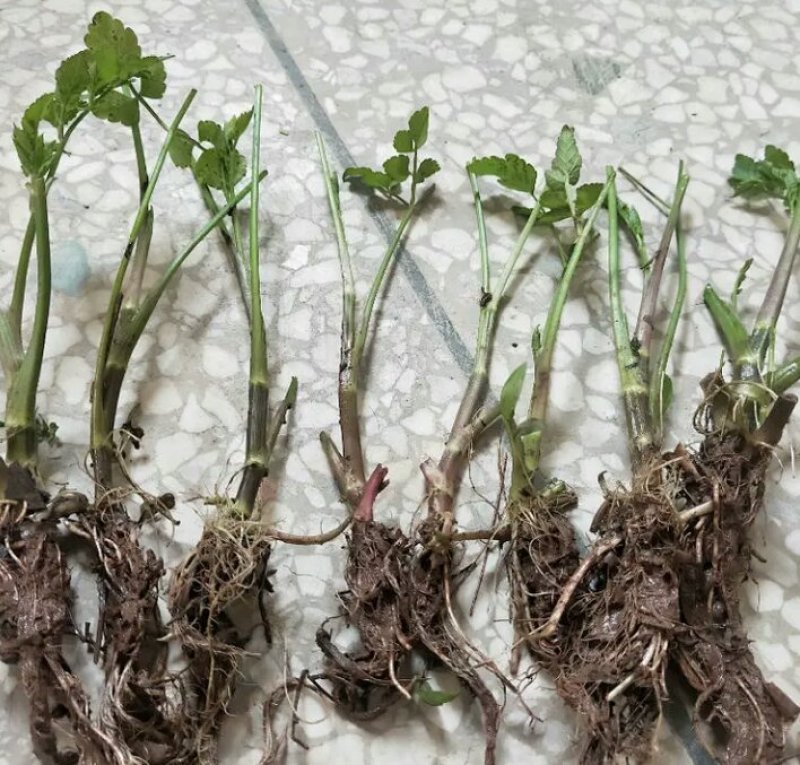 芹菜苗野生水芹种苗水芹老茎撒播苗繁殖快省人工