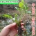 芹菜苗大别山野生水芹种苗繁殖快