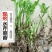 芹菜苗大别山野生水芹种苗繁殖快