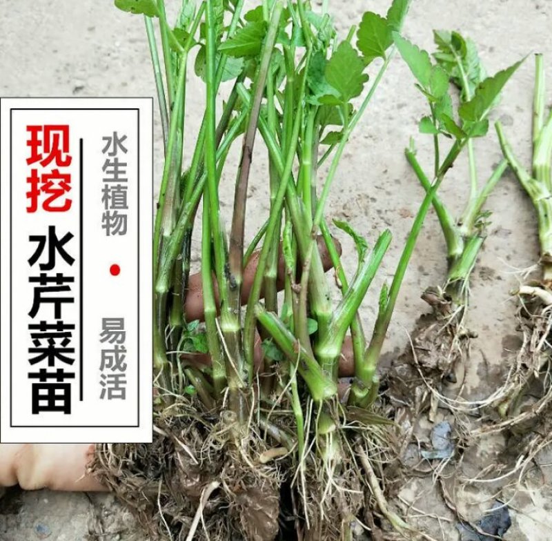 芹菜苗大别山野生水芹种苗繁殖快