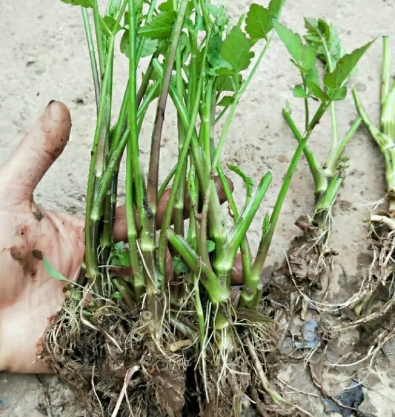 芹菜苗大别山野生水芹种苗繁殖快
