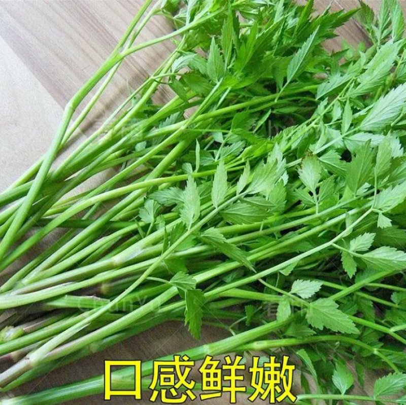芹菜苗大别山野生水芹种苗繁殖快
