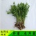 芹菜苗大别山野生水芹种苗繁殖快