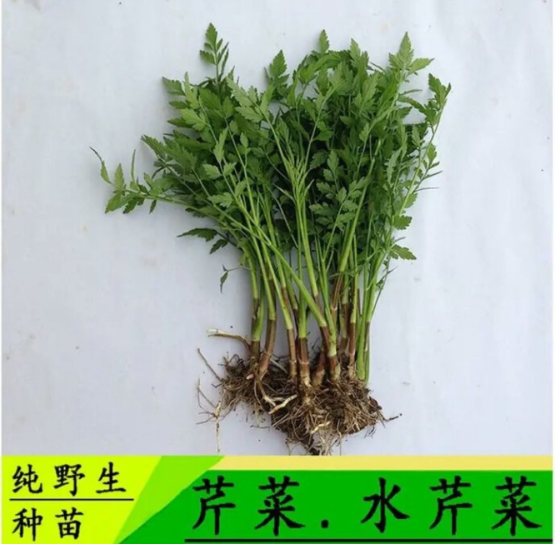 芹菜苗大别山野生水芹种苗繁殖快