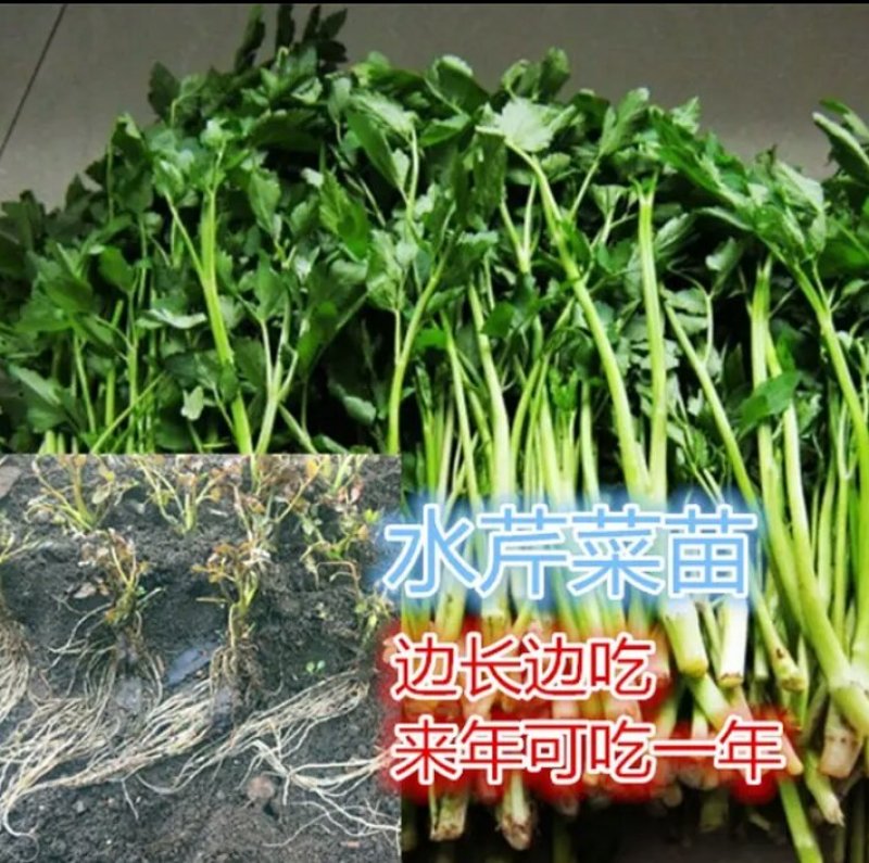 芹菜苗大别山野生水芹种苗繁殖快