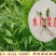 芹菜苗大别山野生水芹种苗繁殖快