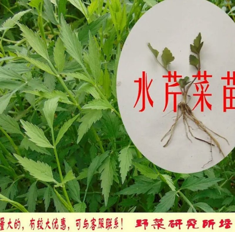 芹菜苗大别山野生水芹种苗繁殖快