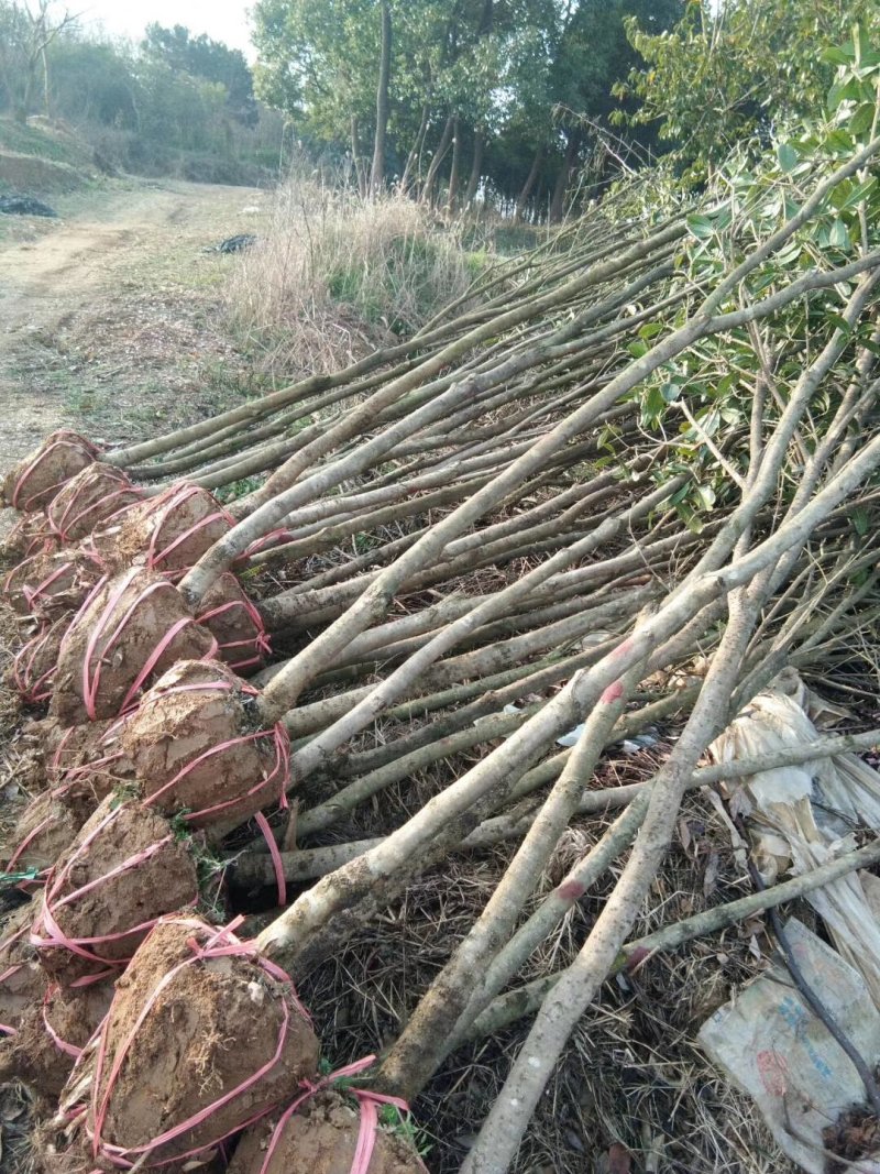 紫薇2-12公分各规格大量供应规格齐全成活率高