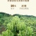金银花正品河南封丘金银花中药材大货批发一手货源