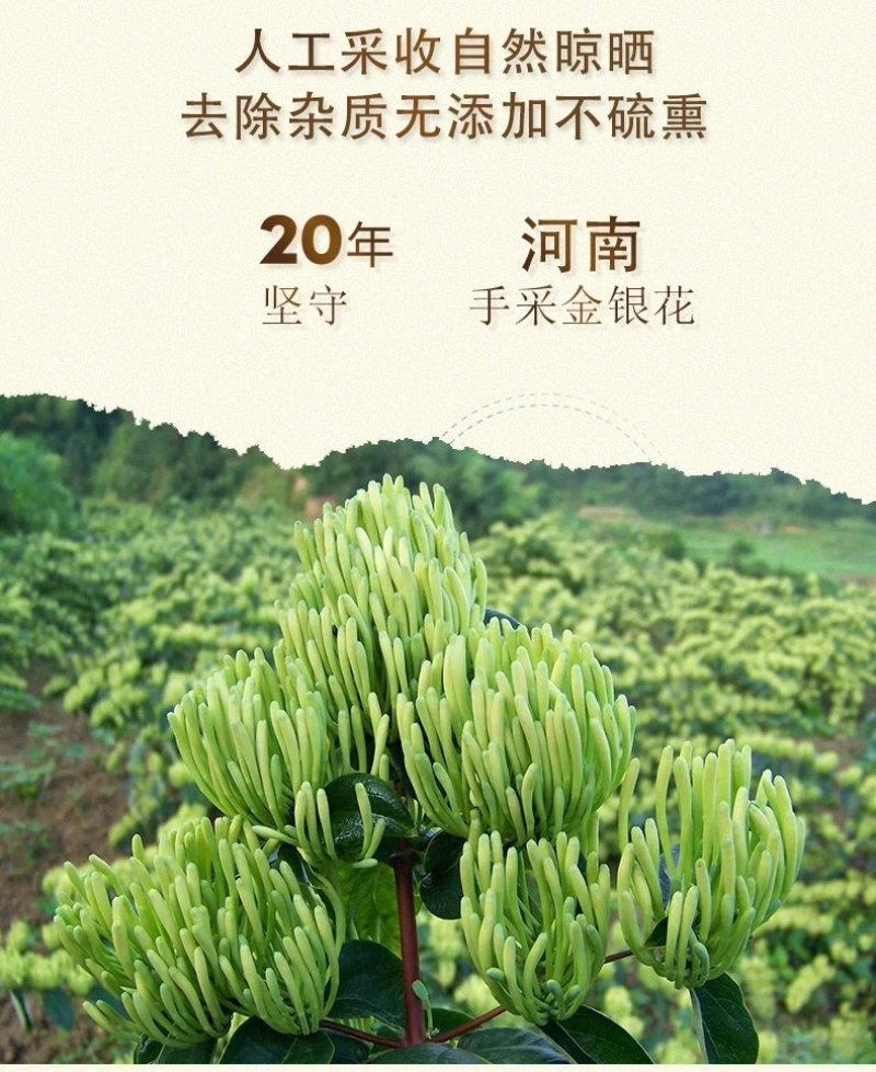 金银花正品河南封丘金银花中药材大货批发一手货源