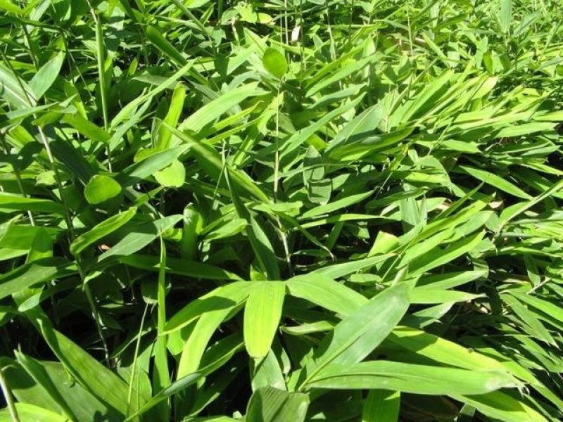 非常靓的箬竹叶，粽子叶，野生的现摘现卖