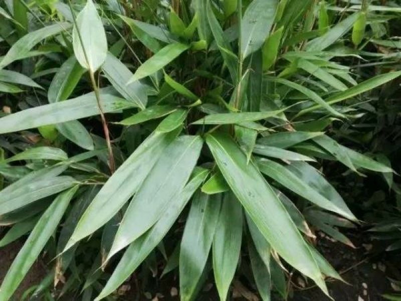 非常靓的箬竹叶，粽子叶，野生的现摘现卖