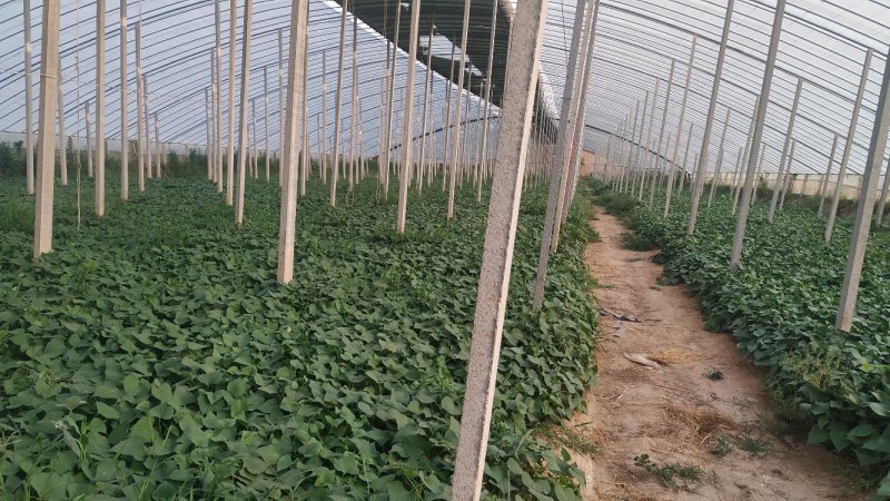 红薯苗，精品高剪，大棚育苗，高通风晾苗。