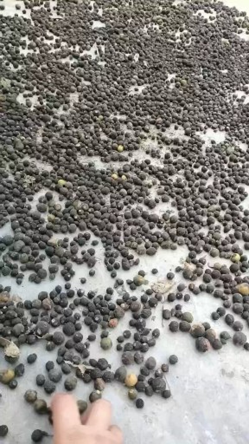 奉节枳实