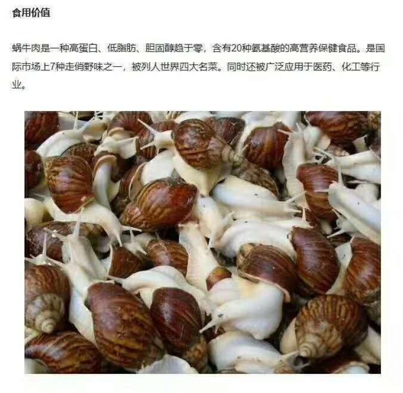 白玉蜗牛养殖基地总部批发