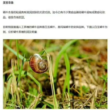 白玉蜗牛养殖基地总部批发