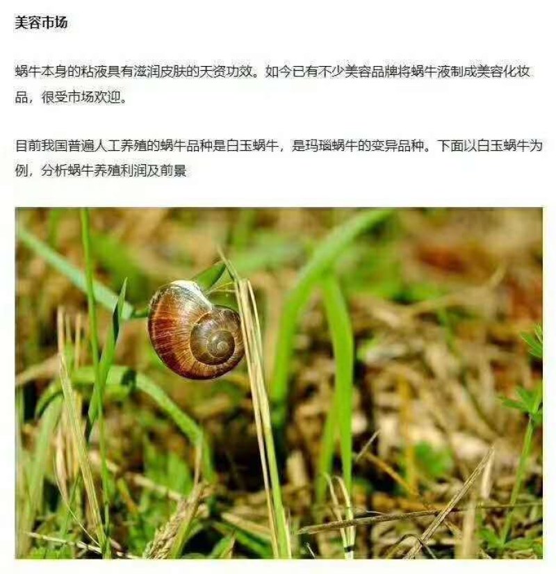 白玉蜗牛养殖基地总部批发