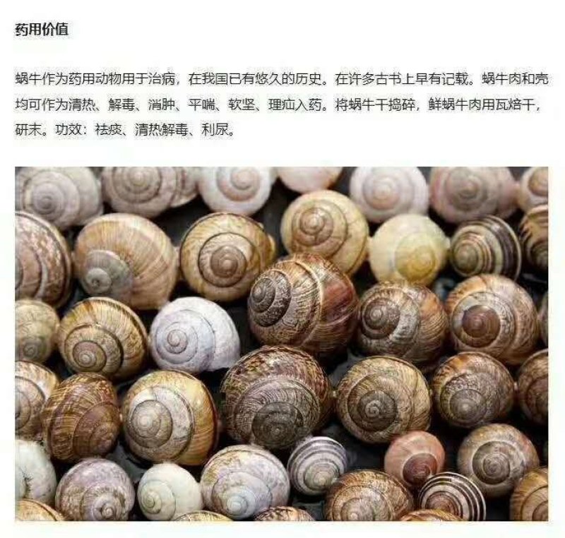白玉蜗牛养殖基地总部批发