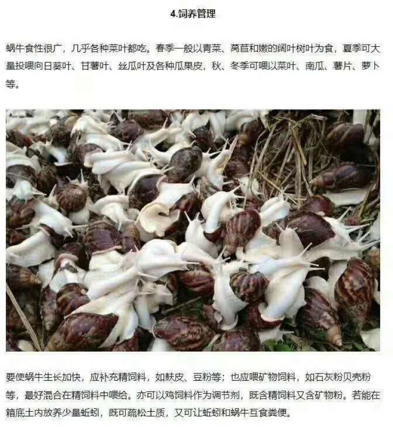 白玉蜗牛养殖基地总部批发