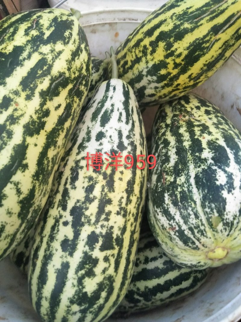 新乐甜瓜4月20号左右大量上市欢迎新老客户前来选购