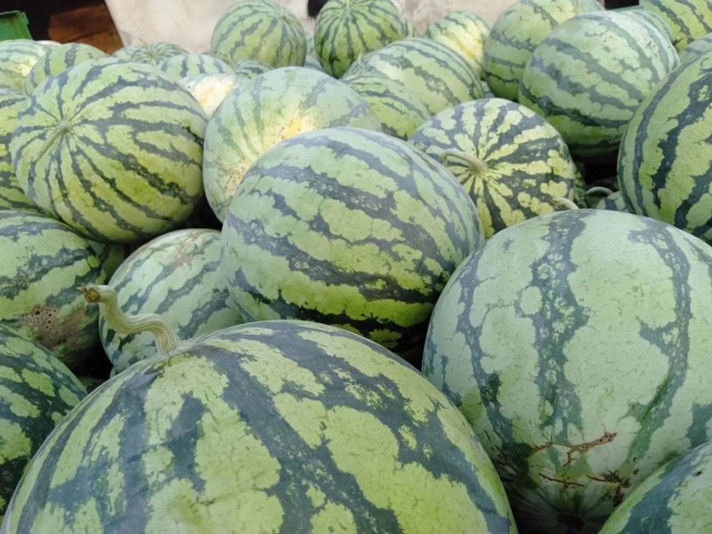 甜王西瓜湖北精品西瓜大量供应甜度高量大价低保熟保甜发市场