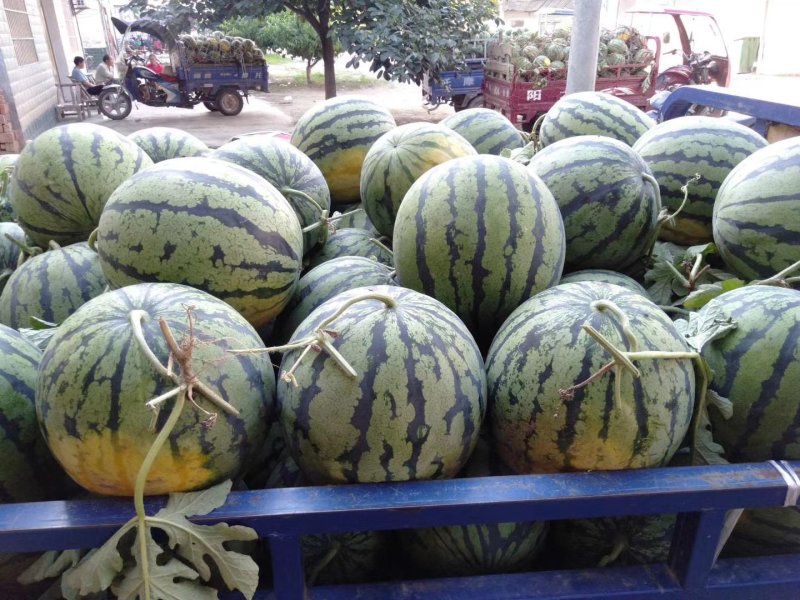 甜王西瓜湖北精品西瓜大量供应甜度高量大价低保熟保甜发市场