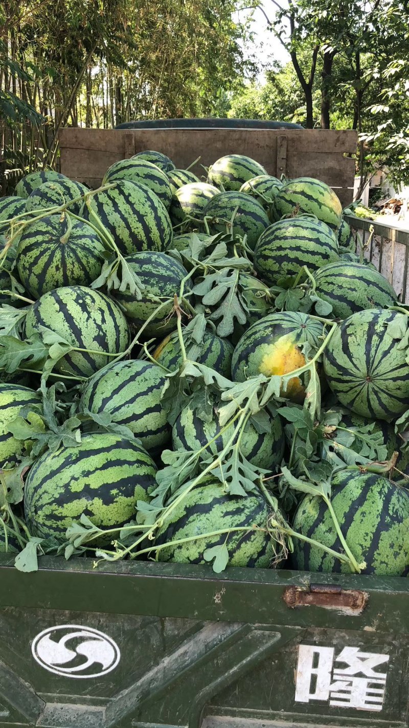 甜王西瓜湖北精品西瓜大量供应甜度高量大价低保熟保甜发市场