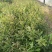 山杜英苗(50~90高黑袋苗)