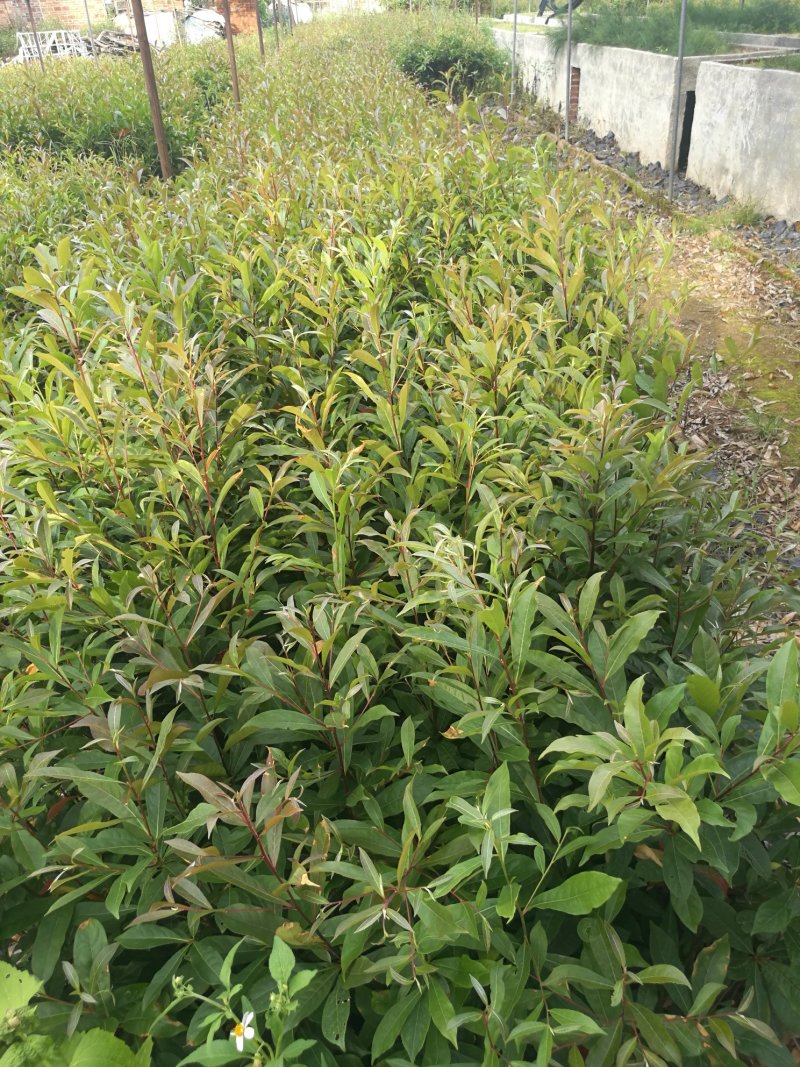 山杜英苗(50~90高黑袋苗)