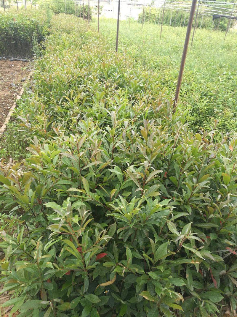 山杜英苗(50~90高黑袋苗)