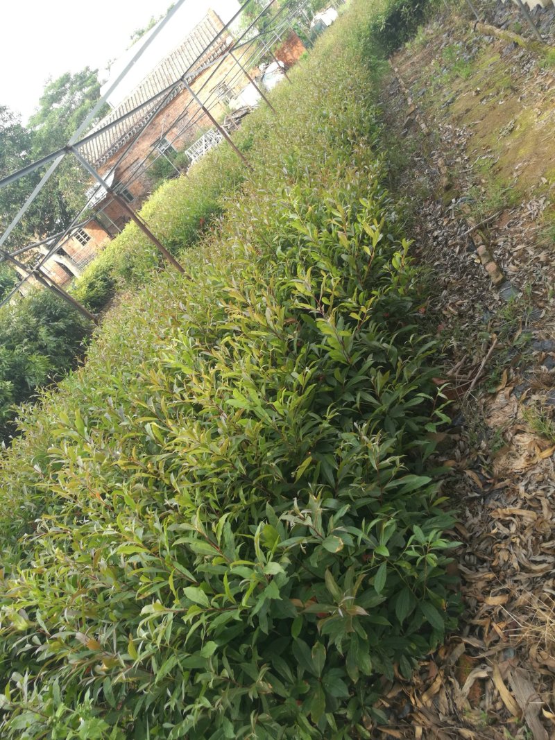 山杜英苗(50~90高黑袋苗)