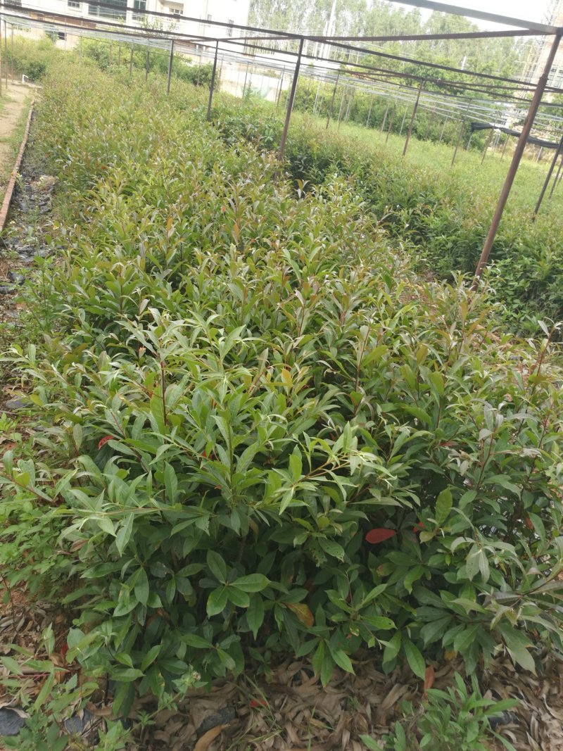 山杜英苗(50~90高黑袋苗)