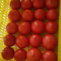 硬粉西红柿通货硬粉弧一以下，可以往全国各地发，
