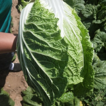 辽宁凌海黄心菜大量上市中