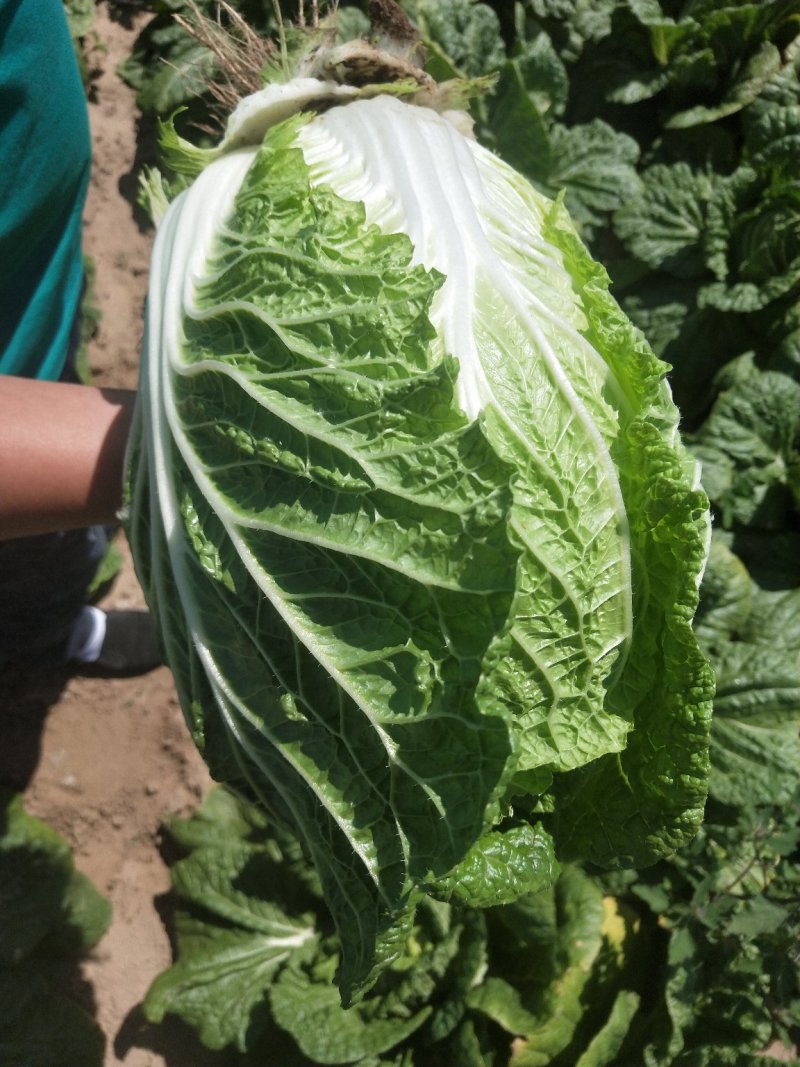 辽宁凌海黄心菜大量上市中