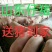 三元仔猪视频挑选包成活包送货防疫严格品种齐全