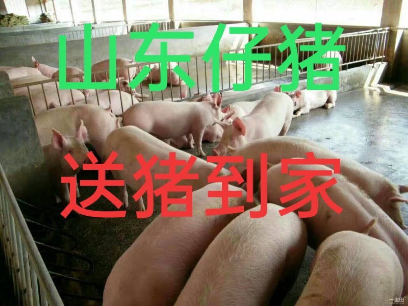 三元仔猪视频挑选包成活包送货防疫严格品种齐全