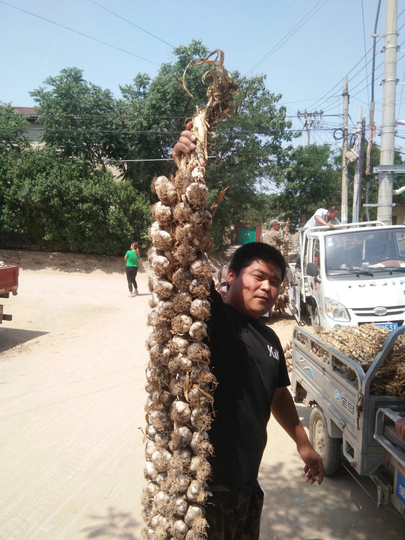 紫皮大蒜大量上市