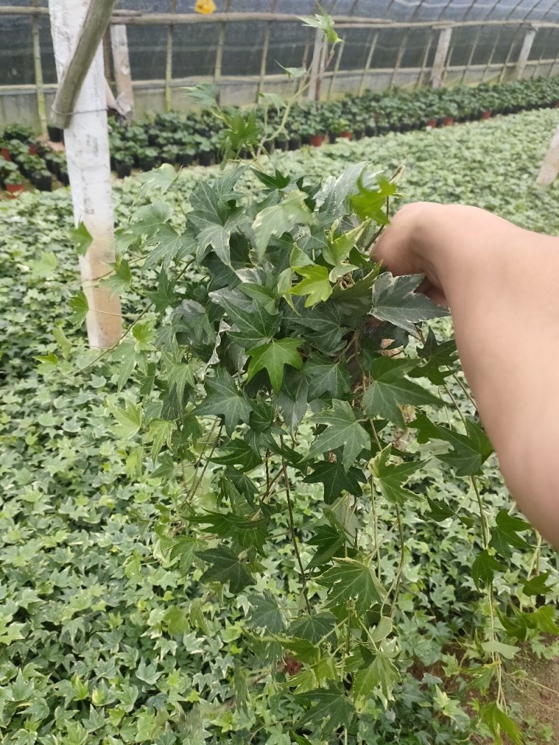 常春藤观叶绿植四季常青生命力强