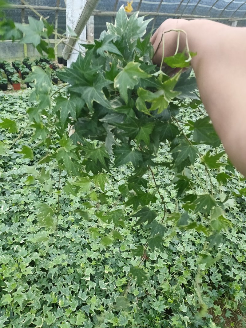 常春藤观叶绿植四季常青生命力强