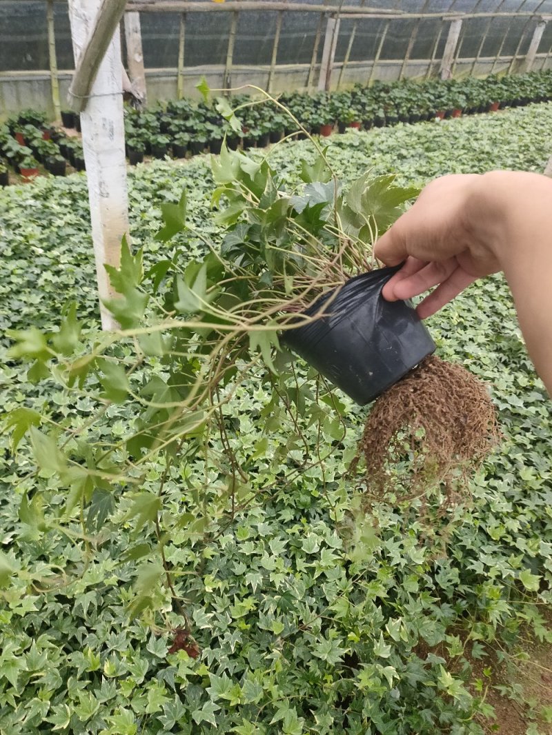 常春藤观叶绿植四季常青生命力强
