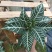 斑马花银脉净化空气室内植物
