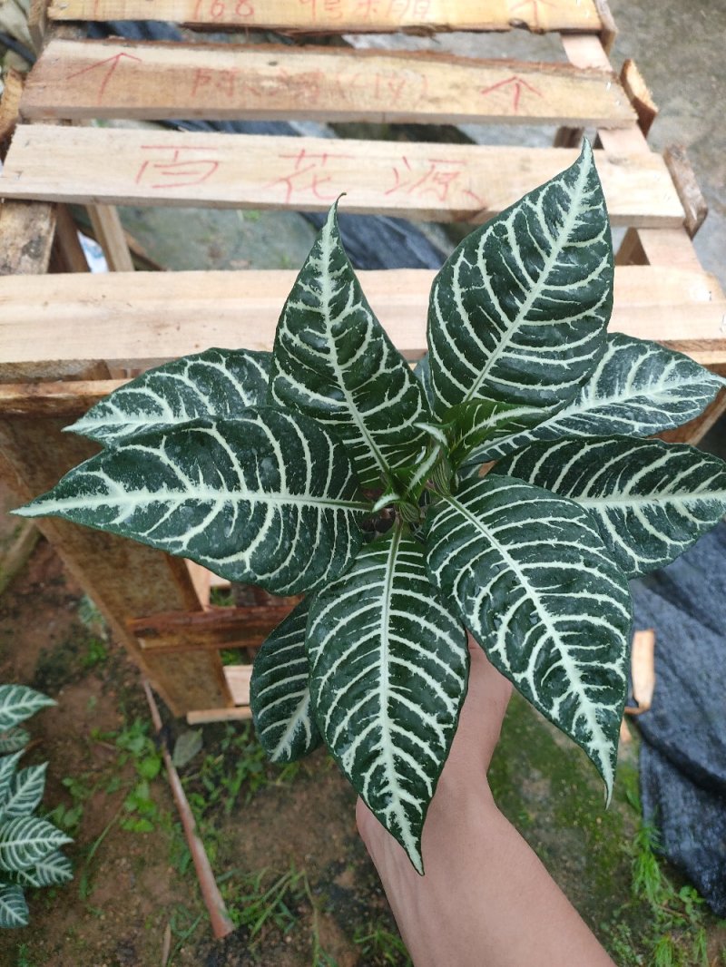 斑马花银脉净化空气室内植物