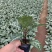 斑马花银脉净化空气室内植物