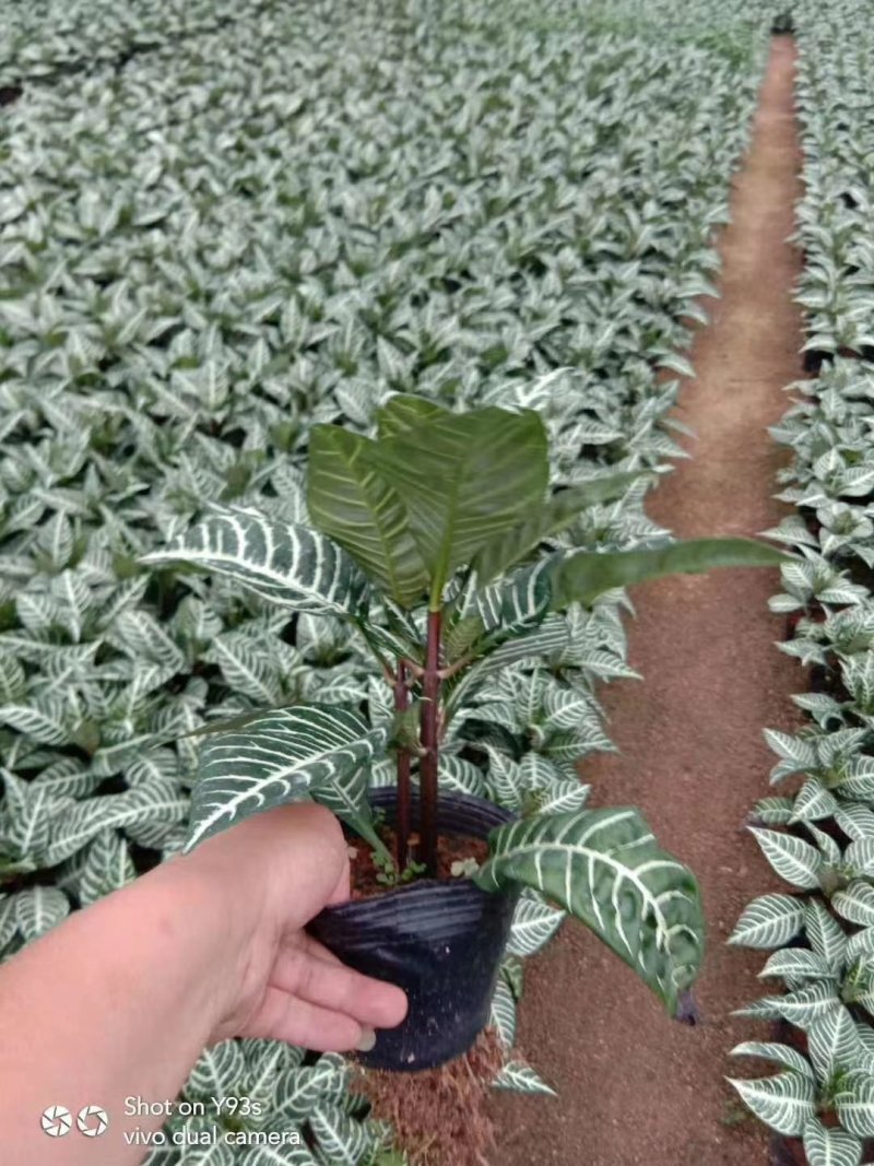 斑马花银脉净化空气室内植物