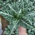 斑马花银脉净化空气室内植物