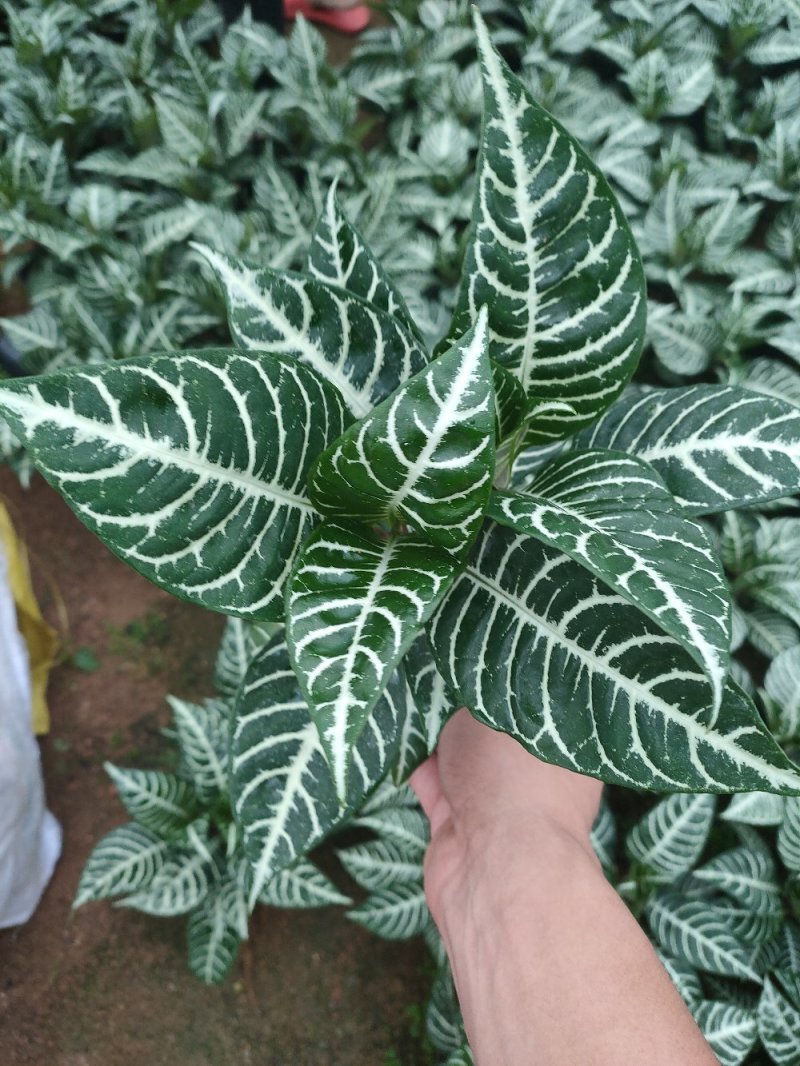 斑马花银脉净化空气室内植物