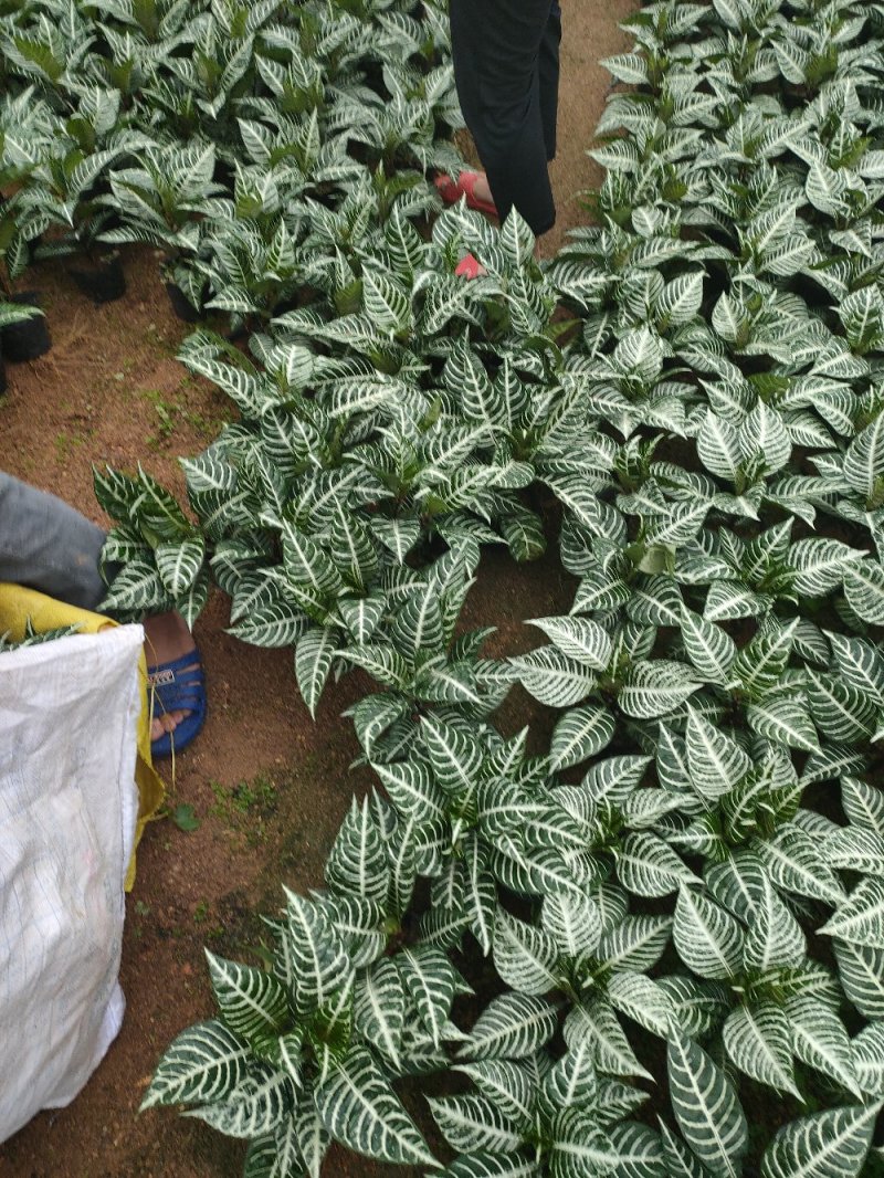斑马花银脉净化空气室内植物