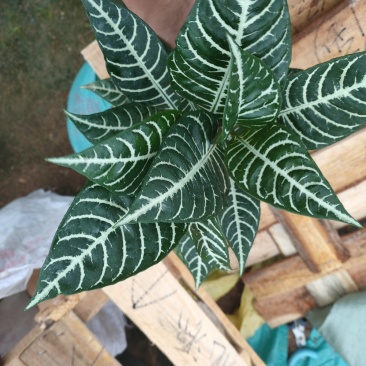 斑马花银脉净化空气室内植物