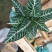 斑马花银脉净化空气室内植物